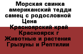 Морская свинка американский тедди,самец с родословной › Цена ­ 1 500 - Красноярский край, Красноярск г. Животные и растения » Грызуны и Рептилии   
